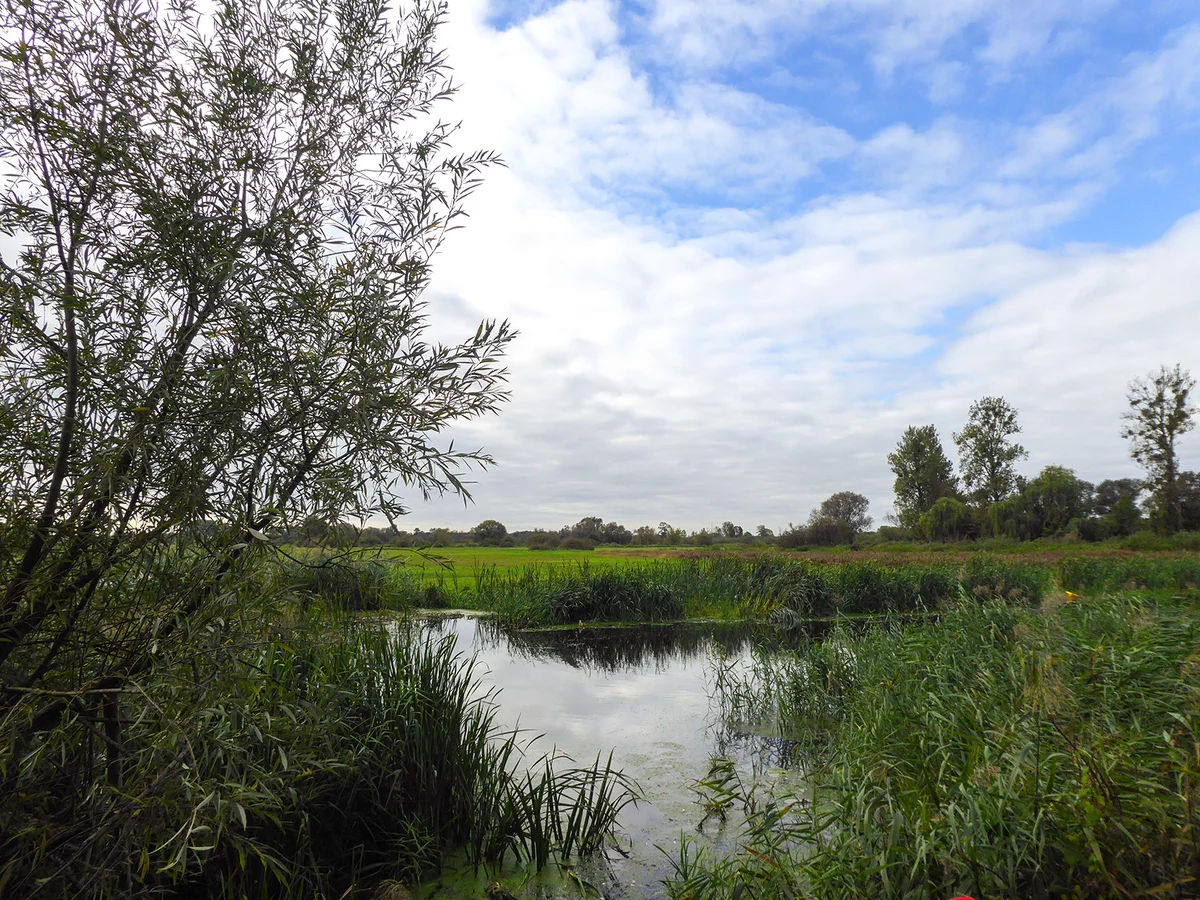 Nad starorzeczem Warty