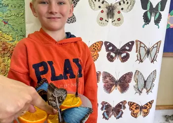 Szymon przy planszy z motylami