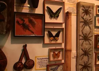 Motyle przywiezione z podróży